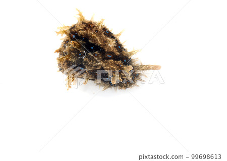 Fureritogeamefurashi 99698613