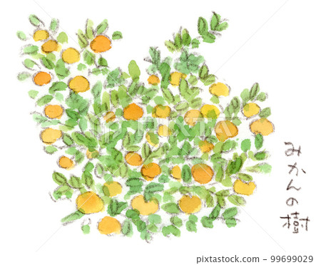 一種冬季植物的水彩素描插圖,一種生長茂盛的橘子(橘子) 一種冬季植物的水彩素描插圖,一種生長茂盛的橘子(橘子) 99699029