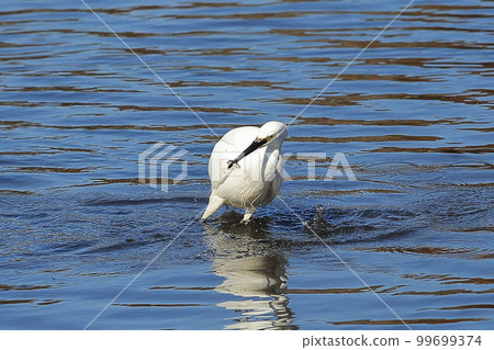 Egret catching small fish swimming in the pond Egret catching small fish swimming in the pond 99699374