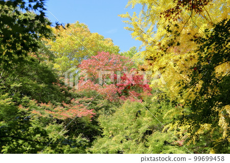 五顏六色的樹木，鮮豔的秋葉 99699458
