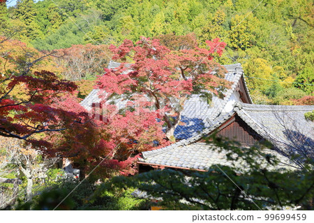 彩色楓葉秋葉 99699459