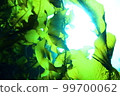 Seaweed Katase Coast 99700062