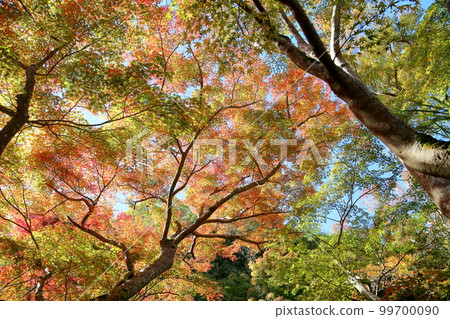 彩色楓葉〉 99700090