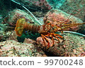 Spiny lobster caught in a fixed net 50 cm Katase coast off Enoshima 99700248