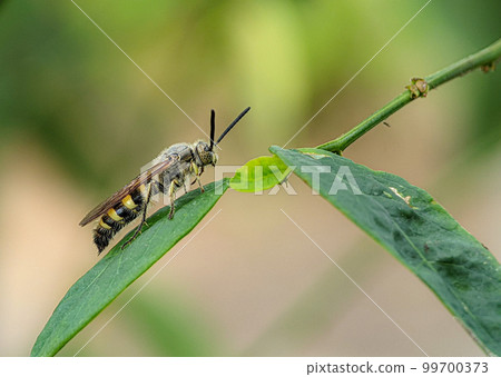 Scoliidae wasp, Yellow Hairy Flower Wasp,Close up of insect male 99700373