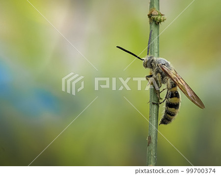 Scoliidae wasp, Yellow Hairy Flower Wasp,Close up of insect male 99700374