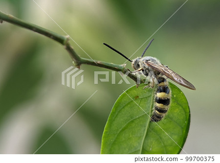 Scoliidae wasp, Yellow Hairy Flower Wasp,Close up of insect male 99700375