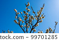 fresh white flowers 99701285
