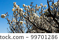 fresh white flowers 99701286