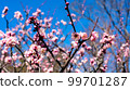 Brightly colored flowers 99701287