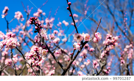 Brightly colored flowers 99701287