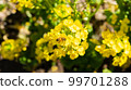 Refreshing yellow flowers 99701288