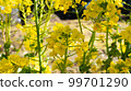 Refreshing yellow flowers 99701290