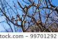 Spring coming 99701292