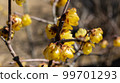 Yellow flower 99701293