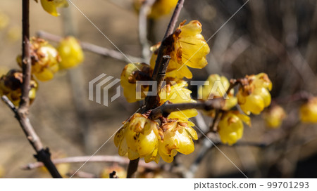 Yellow flower Yellow flower 99701293