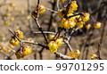 Yellow flower 99701295