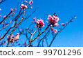 Brightly colored flowers 99701296