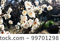fresh white flowers 99701298