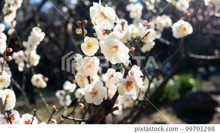 fresh white flowers 99701298