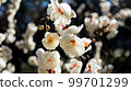 fresh white flowers 99701299