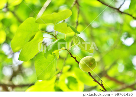 青杏（春季、五月） 99701450