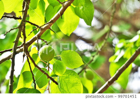 青杏（春季、五月） 99701451