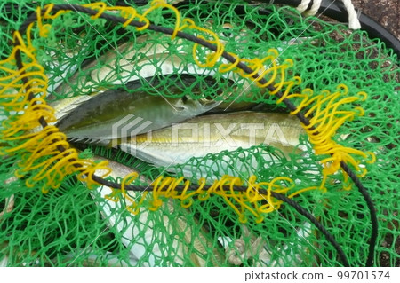 Medium horse mackerel in fish tank Medium horse mackerel in fish tank 99701574