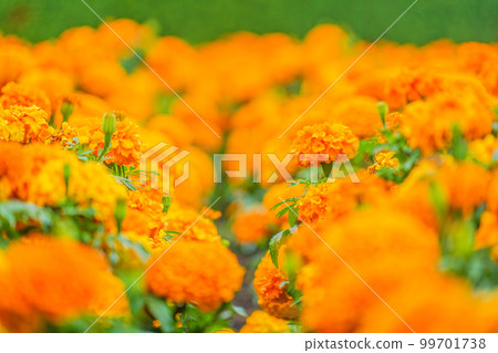 非洲萬壽菊(萬壽菊) 非洲萬壽菊(萬壽菊) 99701738
