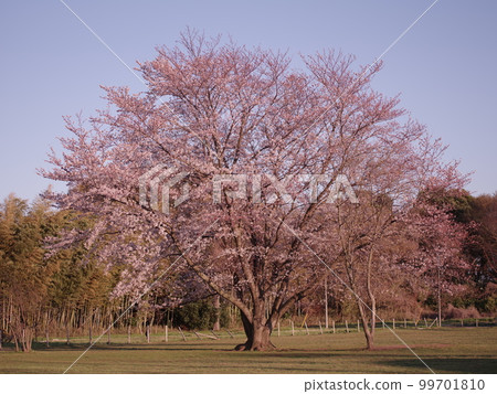 A single cherry tree in the evening 99701810