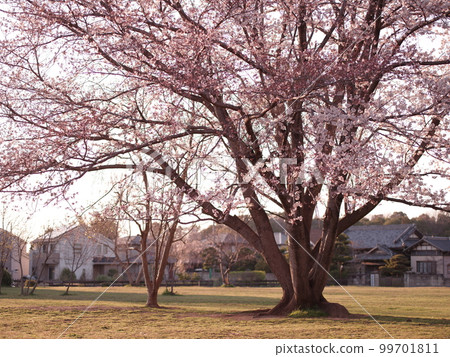 Oblique light into a single cherry tree 99701811