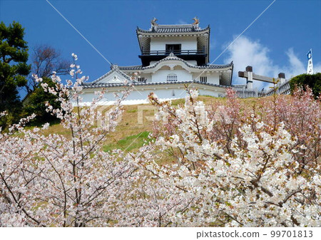 櫻花盛開的掛川城 99701813