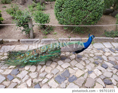 孔雀在公園散步 99701855