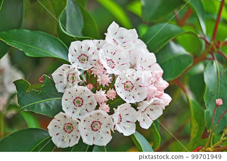 白切尼亞芽和花(春季,五月) 白切尼亞芽和花(春季,五月) 99701949