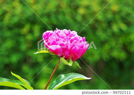 粉色牡丹花（春天，五月） 99702511