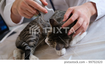 Female veterinarian making ultrasound diagnosis for cat in clinic Female veterinarian making ultrasound diagnosis for cat in clinic 99702820