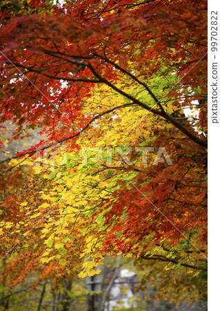 Autumn leaves (yellow leaves) receiving the afternoon sun Autumn leaves (yellow leaves) receiving the afternoon sun 99702822
