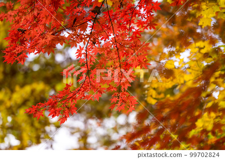 抬頭看著紅色的秋葉 抬頭看著紅色的秋葉 99702824