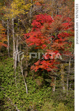 Fall Eniwa Valley Rarumanai Fall Foliage 99702833
