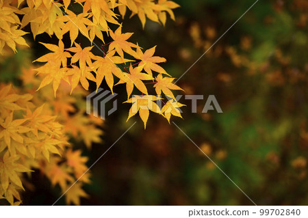 Overlooking the beautiful autumn leaves (yellow leaves) 99702840