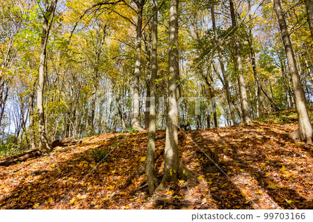 Steep climb on a slope in a colorful autumn forest, golden autumn 99703166