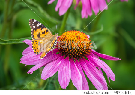 Beautiful butterfly painted lady or Vanessa cardui sitting on purple Echinacea flower in the summer. Close up. Macro. Beautiful butterfly painted lady or Vanessa cardui sitting on purple Echinacea flower in the summer. Close up. Macro. 99703612