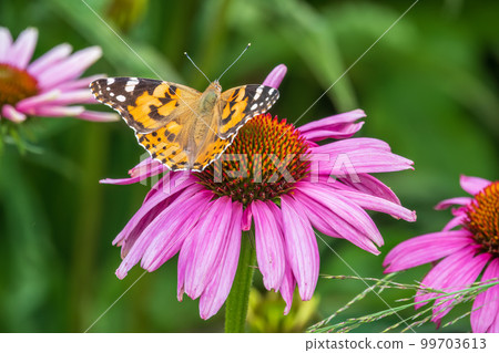 Beautiful butterfly painted lady or Vanessa cardui sitting on purple Echinacea flower in the summer. Close up. Macro. Beautiful butterfly painted lady or Vanessa cardui sitting on purple Echinacea flower in the summer. Close up. Macro. 99703613