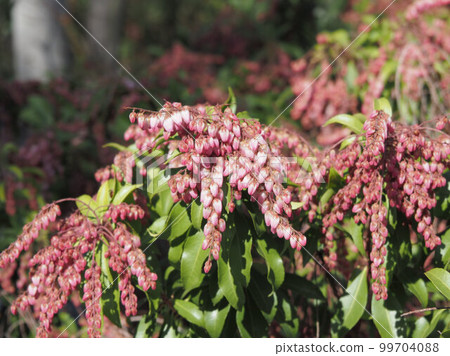 Asebi的花和芽 99704088