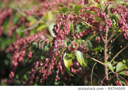 阿塞比的芽 99704089