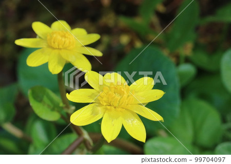 Himeryu Kinka (Himeryukinka) with shining yellow petals (sepals) Himeryu Kinka (Himeryukinka) with shining yellow petals (sepals) 99704097