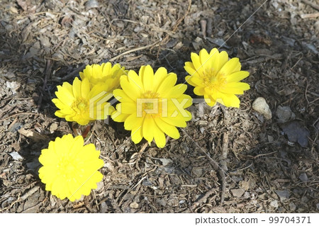 Fukujusou (Adonis ramosa) that collects the heat of the sun and warms itself Fukujusou (Adonis ramosa) that collects the heat of the sun and warms itself 99704371
