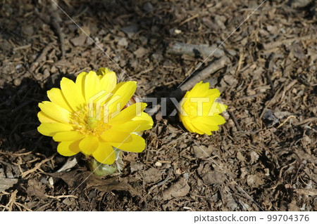 Fukujusou (Adonis ramosa) that collects the heat of the sun and warms itself Fukujusou (Adonis ramosa) that collects the heat of the sun and warms itself 99704376