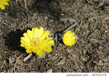 收集太陽的熱量並自行取暖的福壽莊 (Adonis ramosa) 收集太陽的熱量並自行取暖的福壽莊 (Adonis ramosa) 99704378