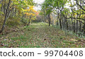 Trees, autumn leaves, forests, greenery, mountains 99704408
